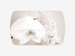 Стол Бостон-2 ф/п Лунная орхидея, 1100700 мм, венге/хром брифинг